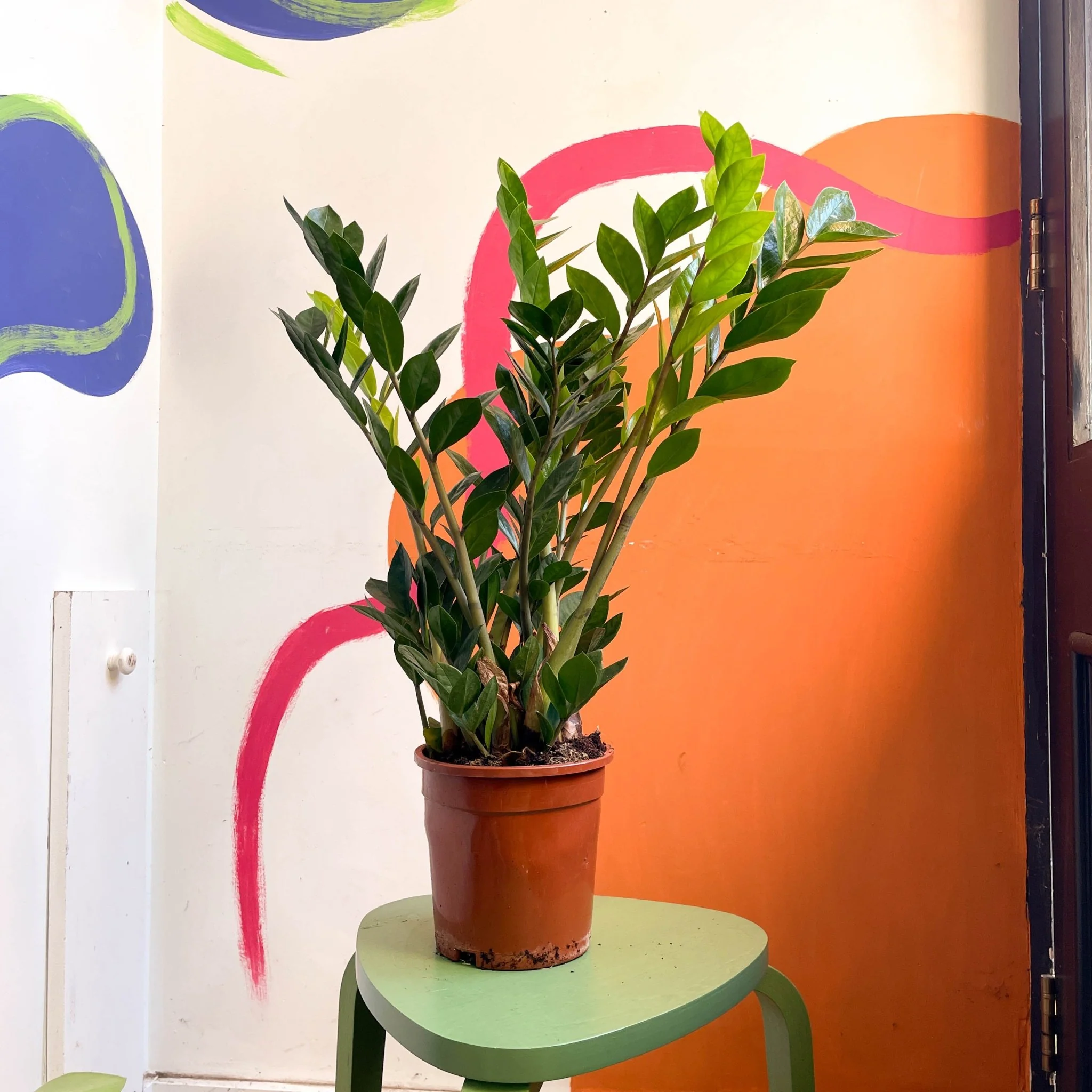 Zamioculcas zamiifolia - ZZ Plant - Image 6