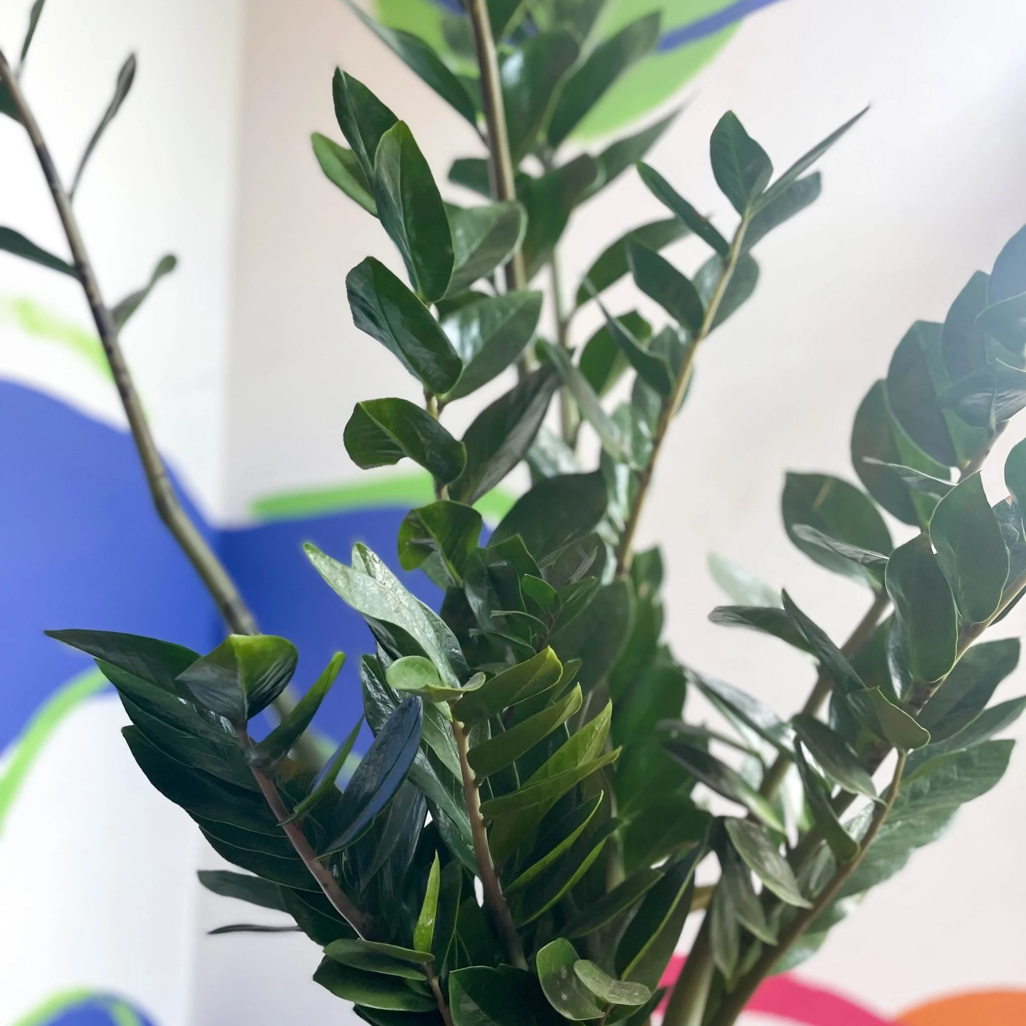 Zamioculcas zamiifolia - ZZ Plant - Image 7
