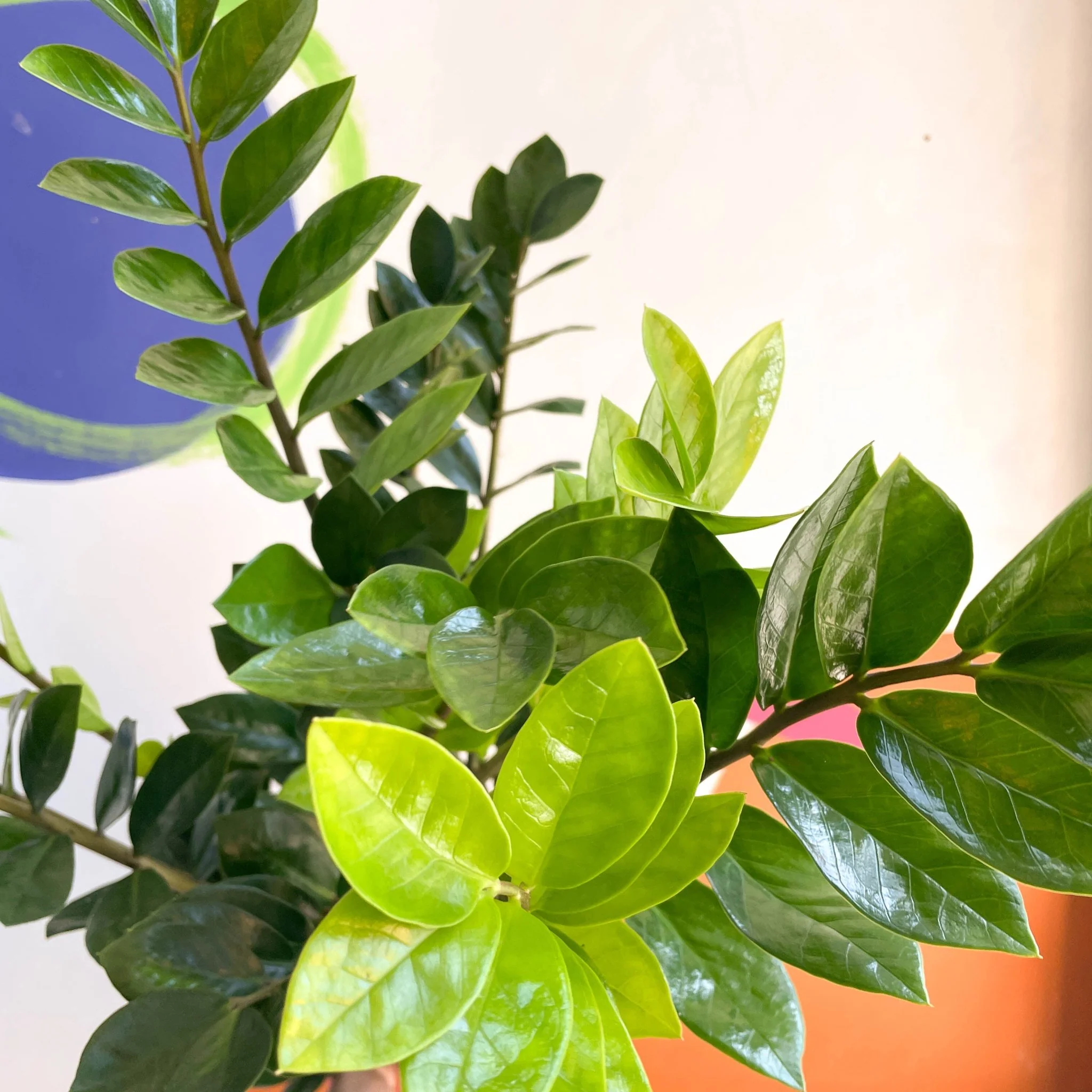 Zamioculcas zamiifolia - ZZ Plant - Image 8