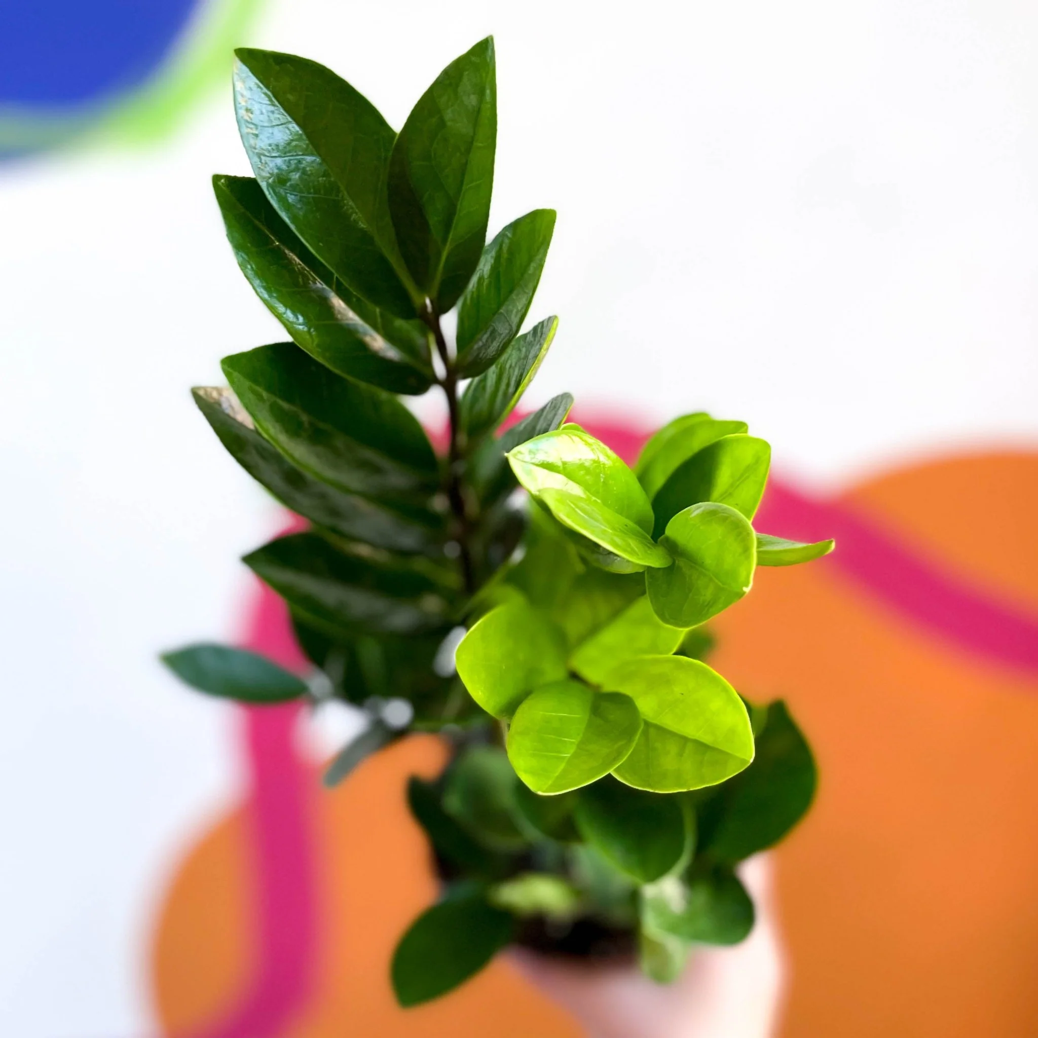 Zamioculcas zamiifolia - ZZ Plant - Image 9