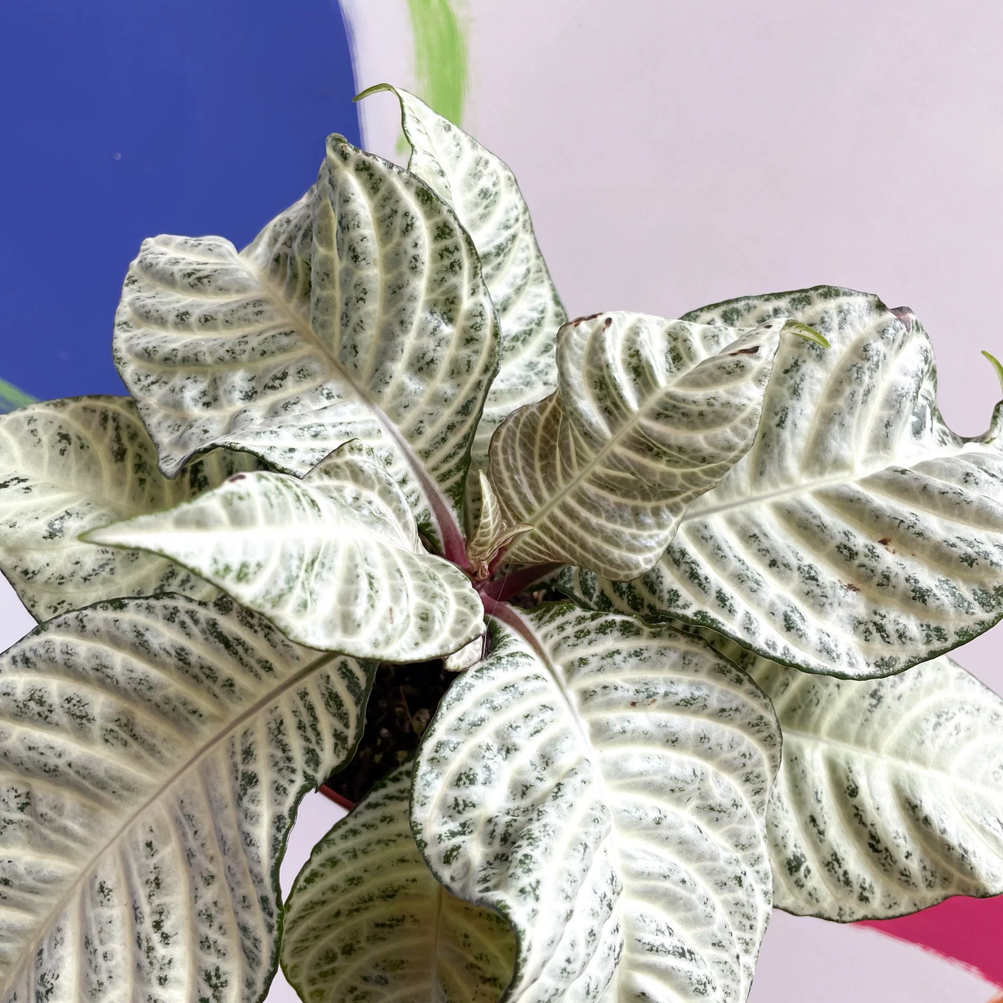 Aphelandra squarrosa 'White Wash' - Zebra Plant - Image 2