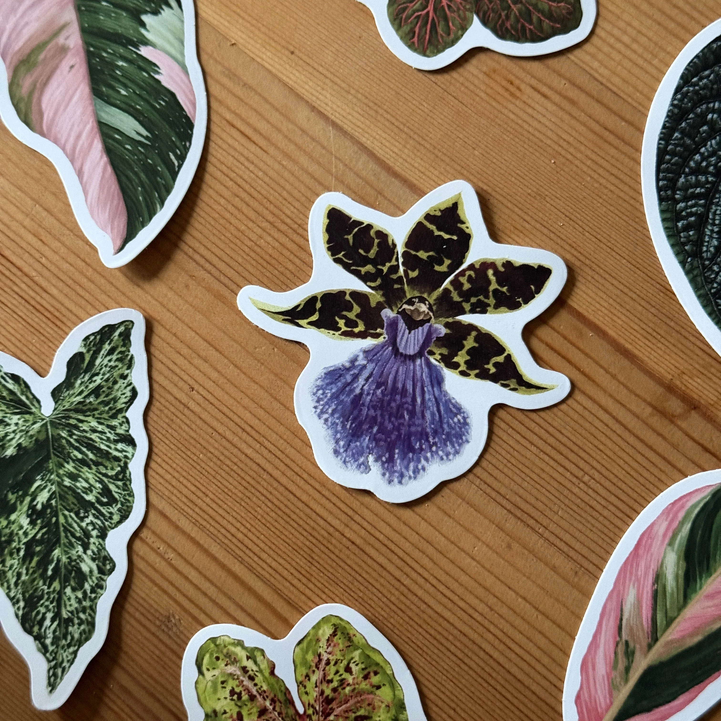 Zygopetalum Orchid Tropical Houseplant Vinyl Sticker [Beneath the Canopy RHS Collab] - Image 3