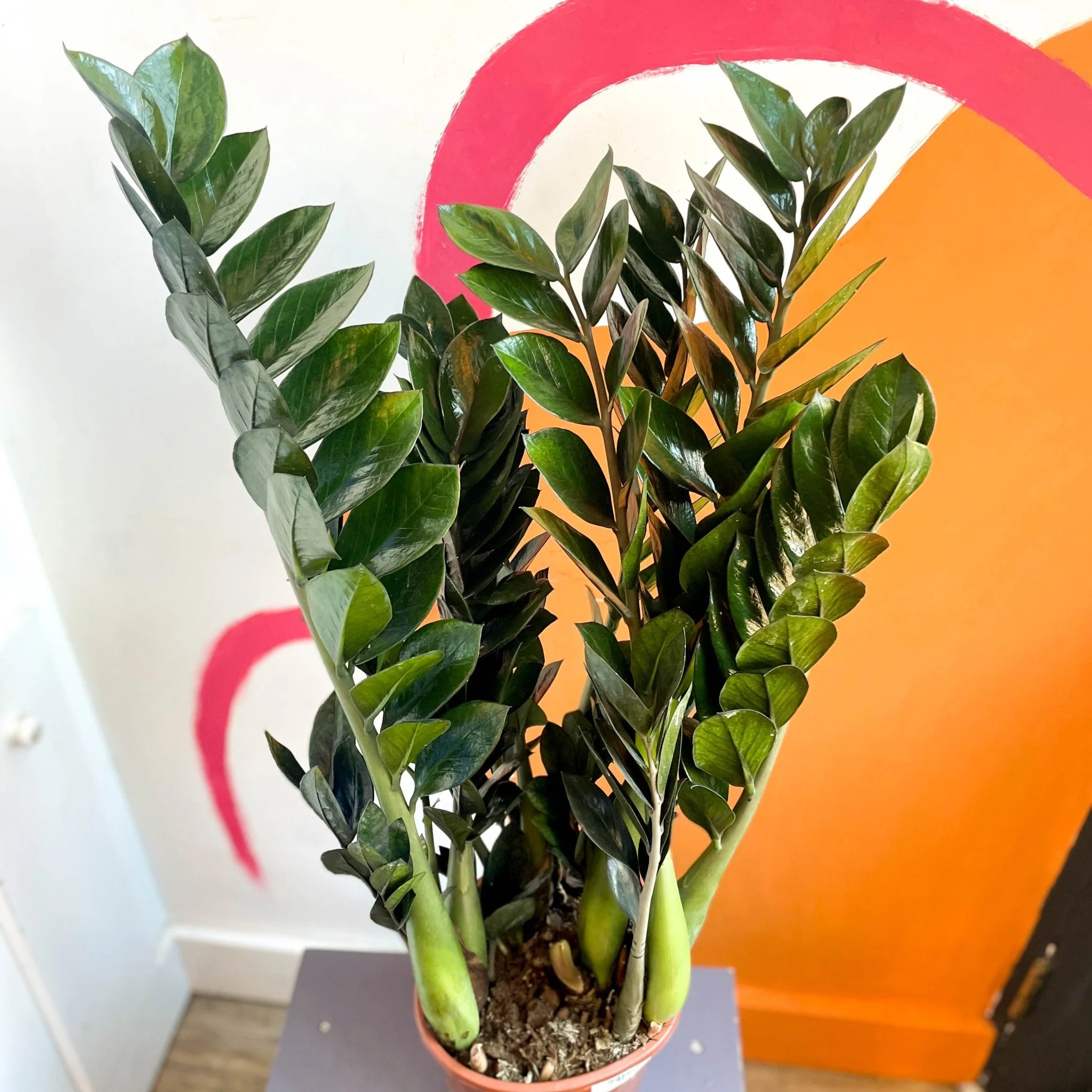 Zamioculcas zamiifolia 'Super Nova' - ZZ Plant