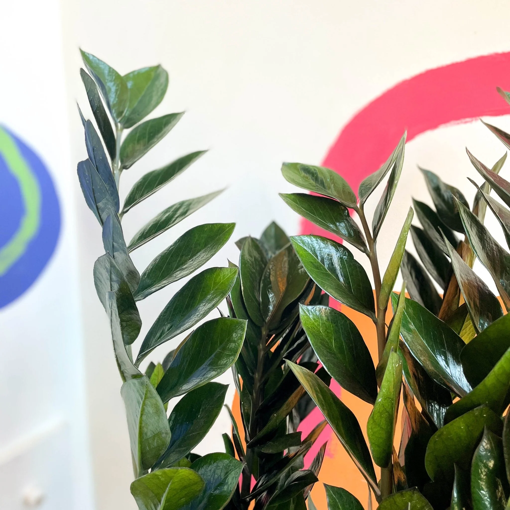 Zamioculcas zamiifolia 'Super Nova' - ZZ Plant - Image 2