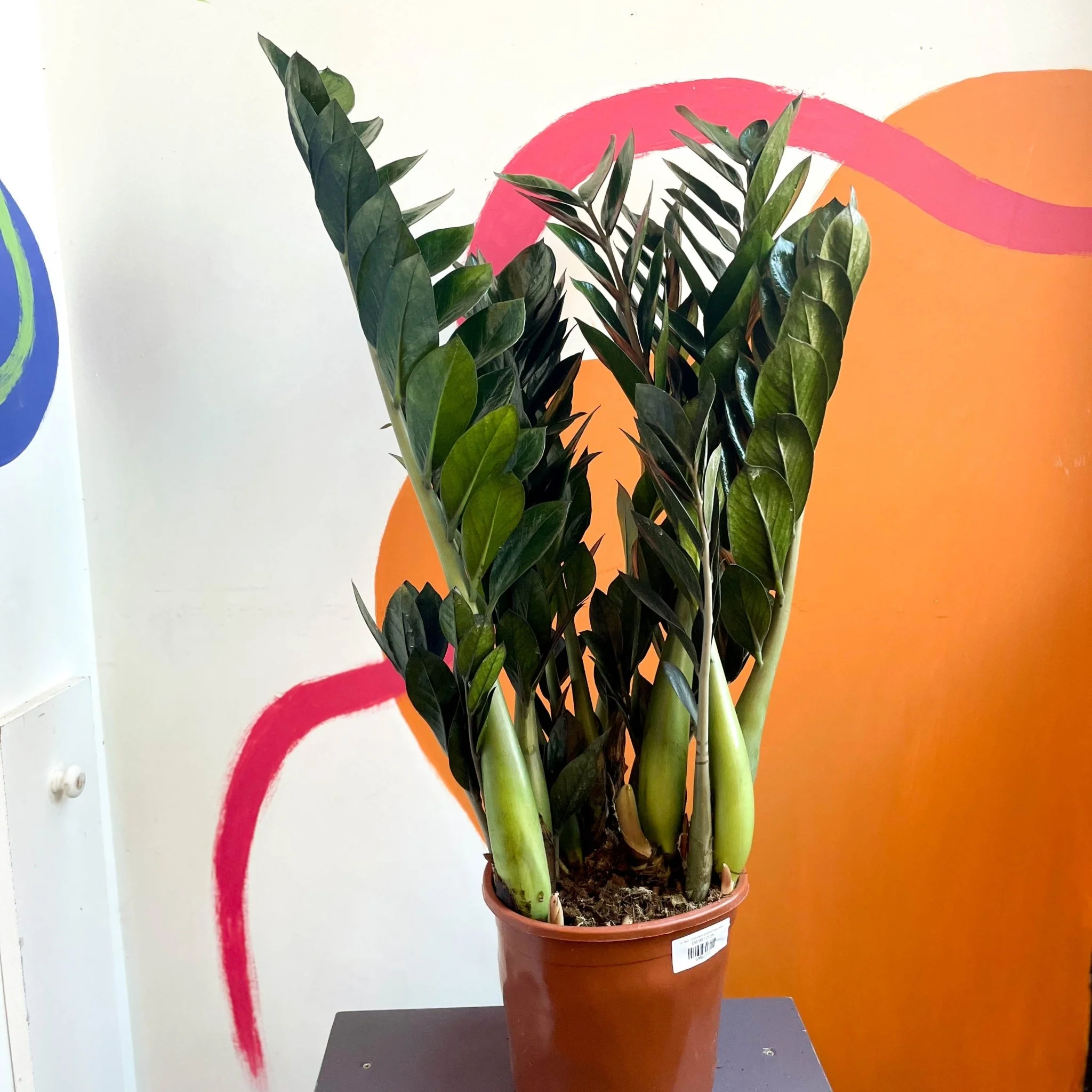 Zamioculcas zamiifolia 'Super Nova' - ZZ Plant - Image 3