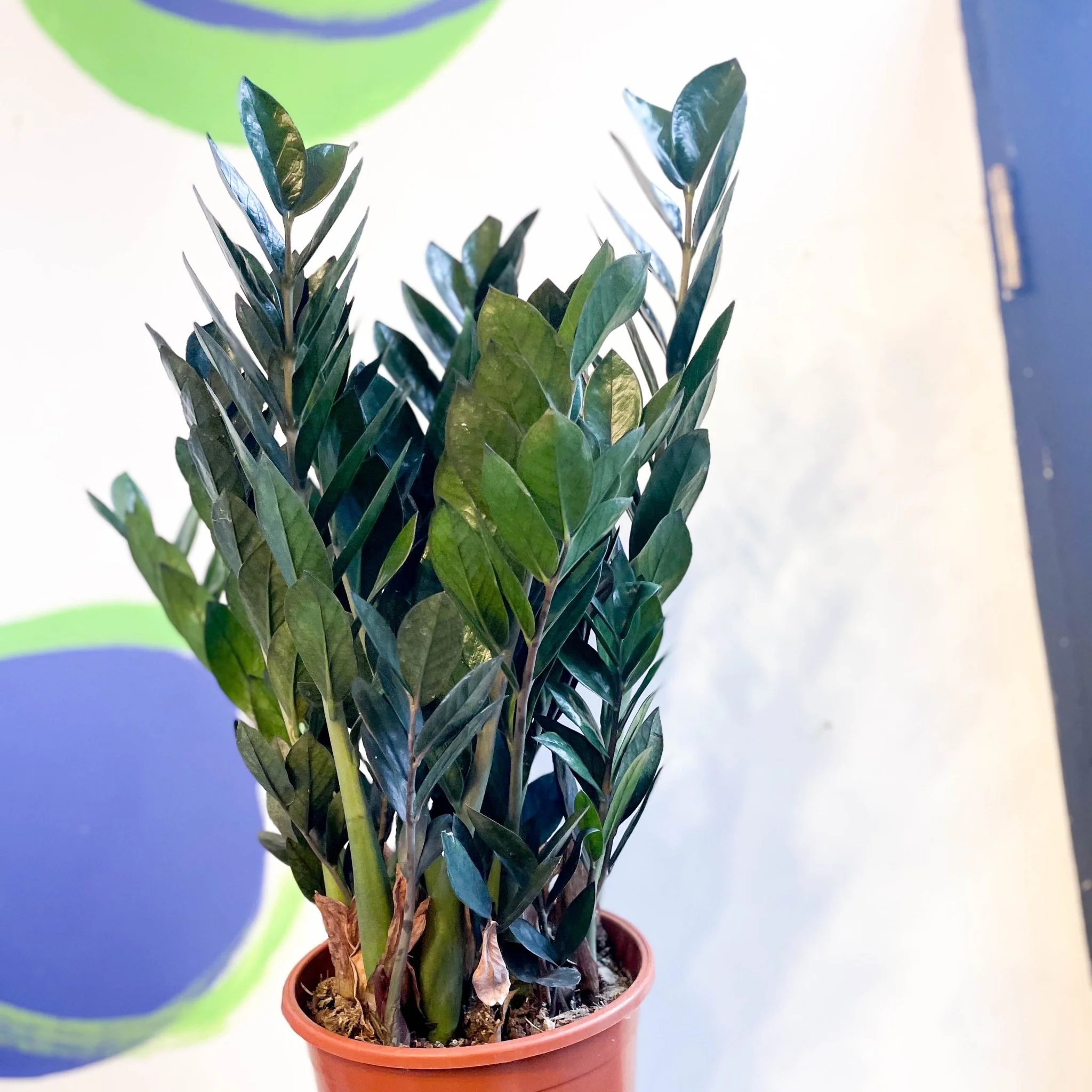 Zamioculcas zamiifolia 'Super Nova' - ZZ Plant - Image 4