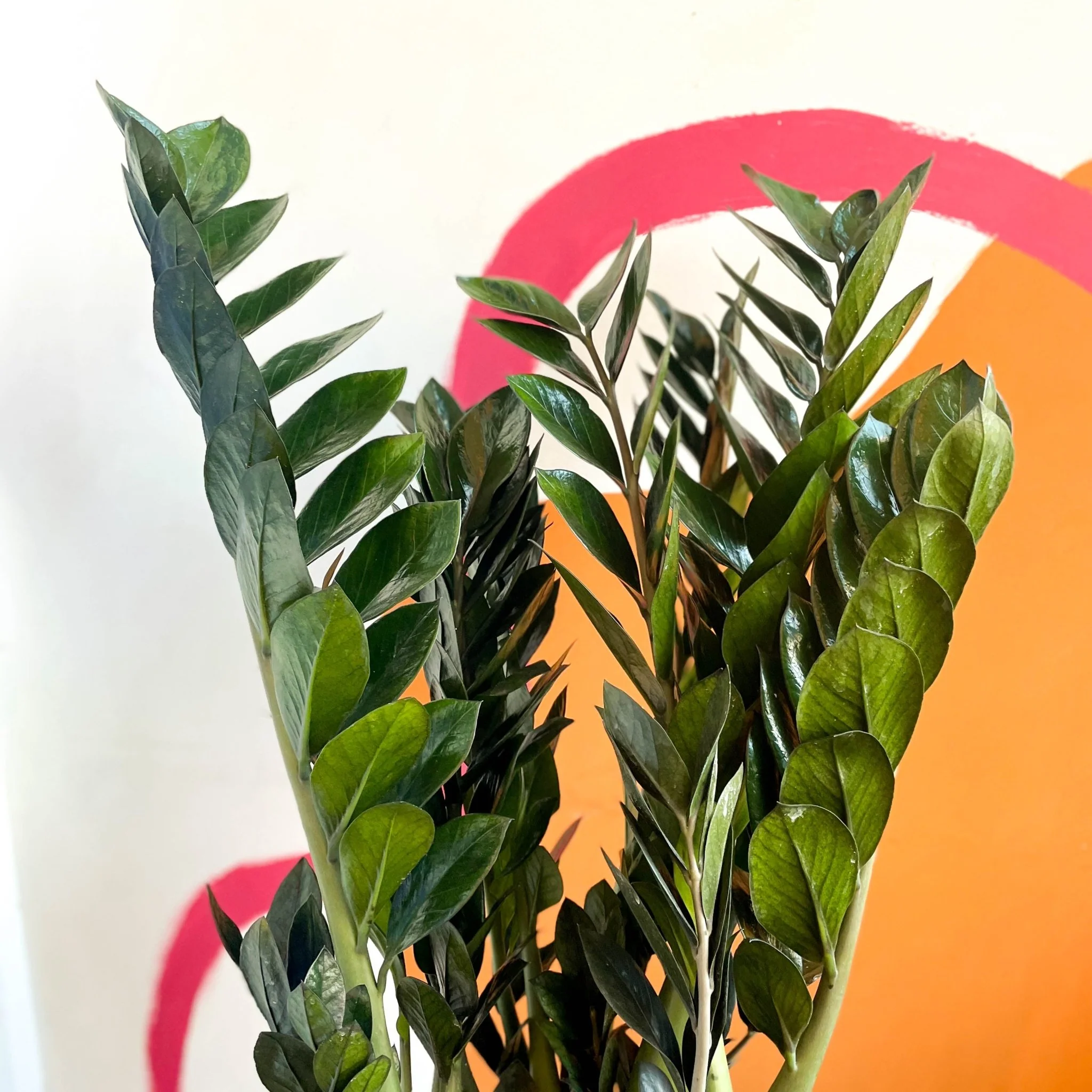 Zamioculcas zamiifolia 'Super Nova' - ZZ Plant - Image 5