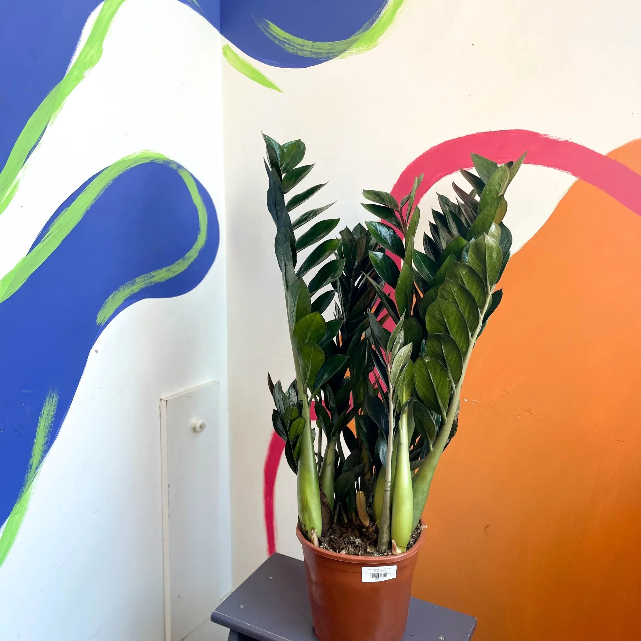 Zamioculcas zamiifolia 'Super Nova' - ZZ Plant - Image 6