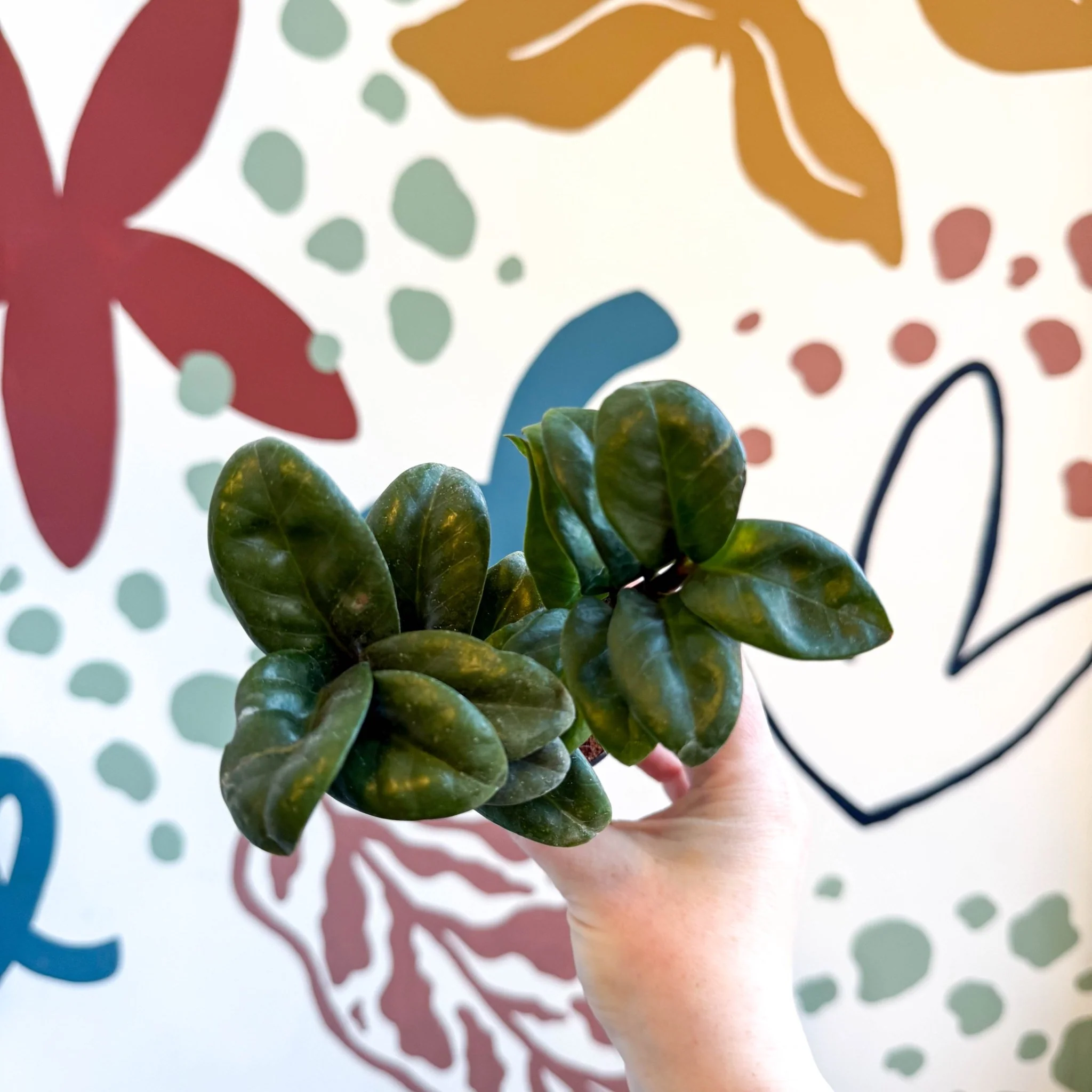 Zamioculcas zamiifolia 'Zenzi' - ZZ Plant - Image 21